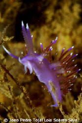Flabellina affinis shot aprox. 20m deep in Algarve, Portu... by Joao Pedro Tojal Loia Soares Silva 